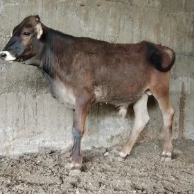 ŞWES TOHUM OKUZ