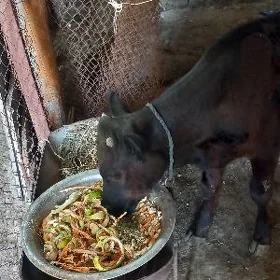 öküz göle