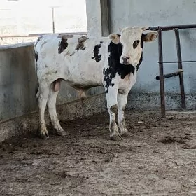Simental Gök ala okuz