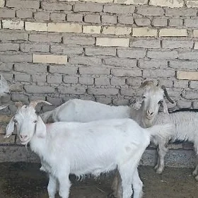geci bir erkek bir urkacy