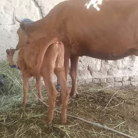 tanaly sygyr