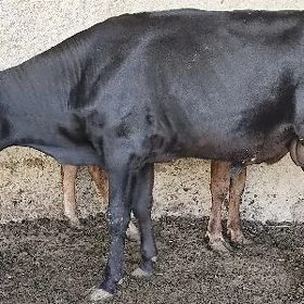 Öküz