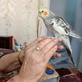 попугай корелла