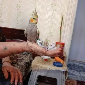 попугай корелла