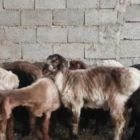 tokly işşek