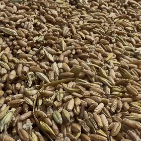 Tritikal, IŞM üçin