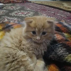 Şatlanski erkek pişijek