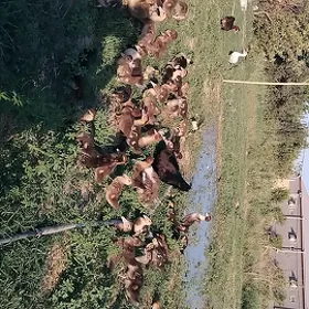 Ördek jüje indowyska