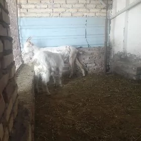 Zanen suytli sagygylyan geci