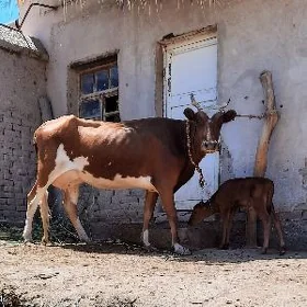DAÝOW GÖLELI SYGYR GOWY ZAD.