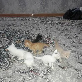 Котята в добрые руки