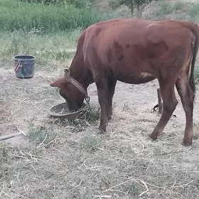 Góle