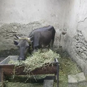 gysyr sygyr