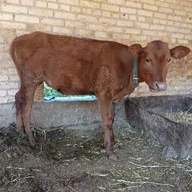 Hojek mesny