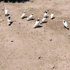 kepderi