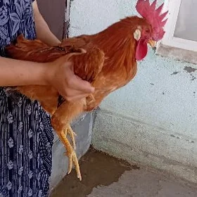 Horaz