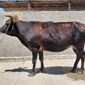 sygyr