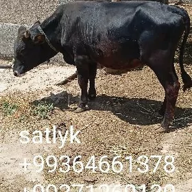 Gara öküz