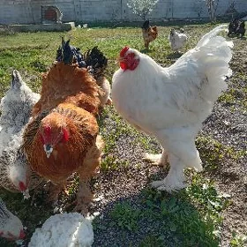brama towuk