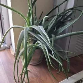 aloe