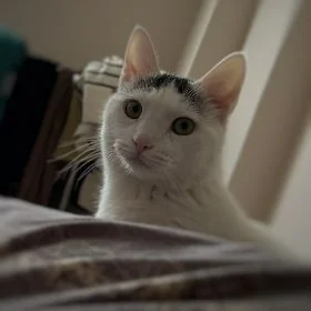 Отдаем кота в добрые руки