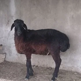 Garaköli