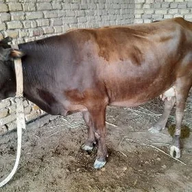 Goleli sygyr