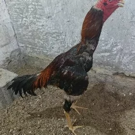 taskent horaz