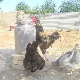 товук жуже
