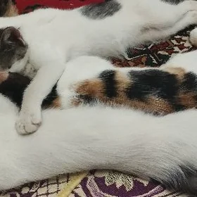Pishik caga mugt