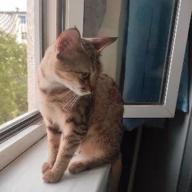Кошка котенок mugt