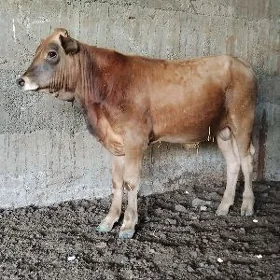 Arassa şwes öküz