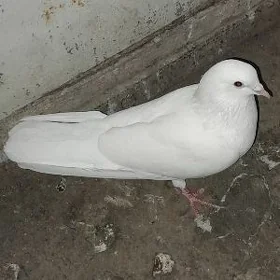 kepderi