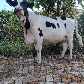 sygyr