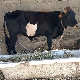 ôkúz