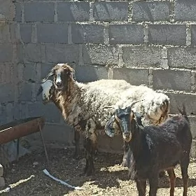 Goýun geçi