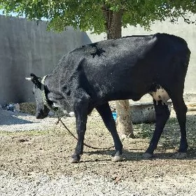Sygyr