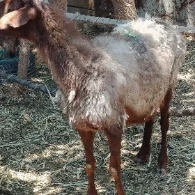 gysyr goyun