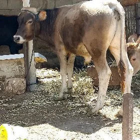 ôkúz