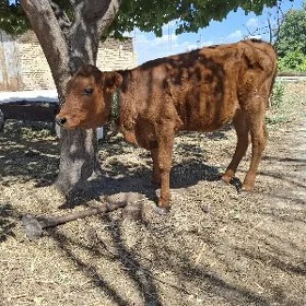 tüwe