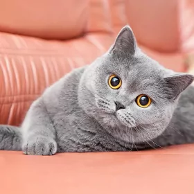 кошка piśik