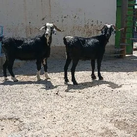 erkeç geçi