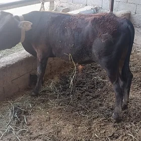 okuzce