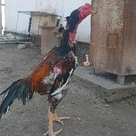 Paroda xoraz