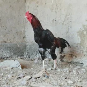 Taşkent horaz