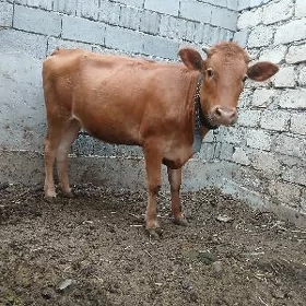 tuwe
