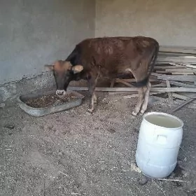 göle