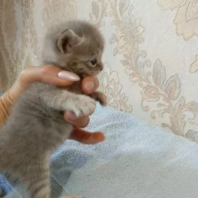 Маленькое чудо котенок ️