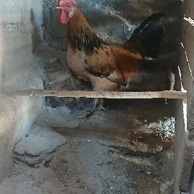 horaz