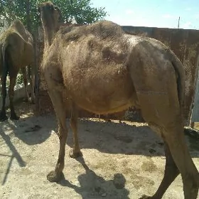 Koseklı duye